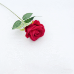 50cm length single artificial rose